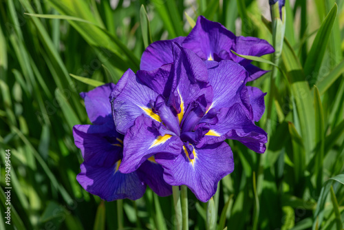 Close up of a purple iris flower in bloom