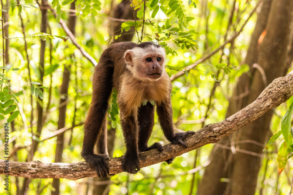 Fototapeta premium Capuchin monkey in Tayrona National Natural Park, Colombia