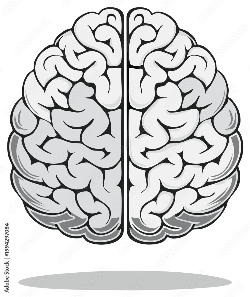Fototapeta premium Stylized top view of a human brain showing detailed lobes and hemispheres in grayscale illustration