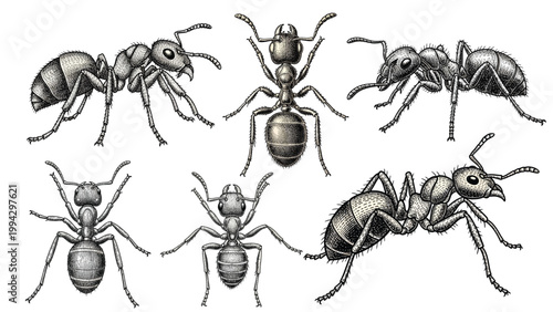 Vintage Hand Drawn Ant Insect Sketch Set Black and White Engraving Style Detailed Entomology Illustration Collection