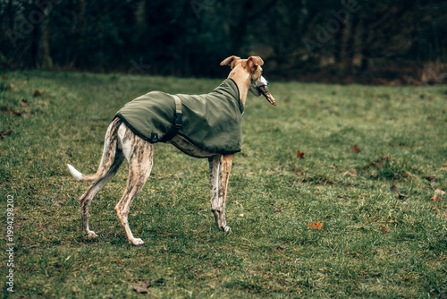 Photos Elegant Whippet Dog in Green Coat Walking Through Moody Woodland Forest Path – A