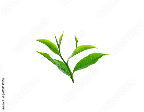 Fresh green tea leaves on a white background.