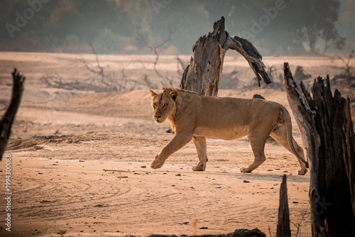 Foto Lion walking across dry riverbed in North Luangwa Zambia