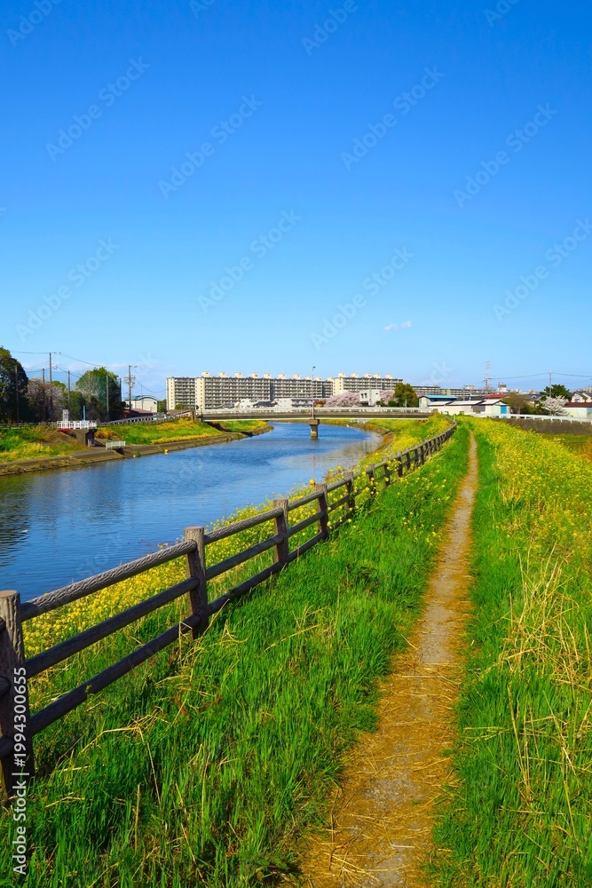 Fototapeta premium 菜の花咲く春の坂川放水路風景