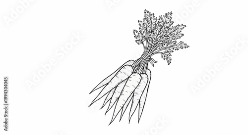 Black and white drawing of a bunch of carrots tied with string, feathery green tops visible