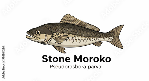 Illustration of a Stone Moroko fish, Pseudorasbora parva, with detailed scales and fins