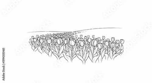 A field of tulips stretching into the horizon under a plain sky