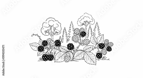 A line drawing depicts a blackberry bush with ripe berries and surrounding trees