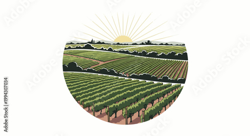 Rolling vineyard hills under a bright, radiating sun with distant town