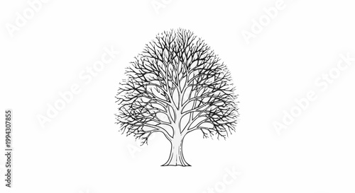 Detailed sketch of a bare tree with a broad, intricate canopy