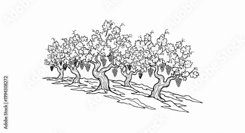 Detailed illustration of a vineyard with grape clusters hanging from vines