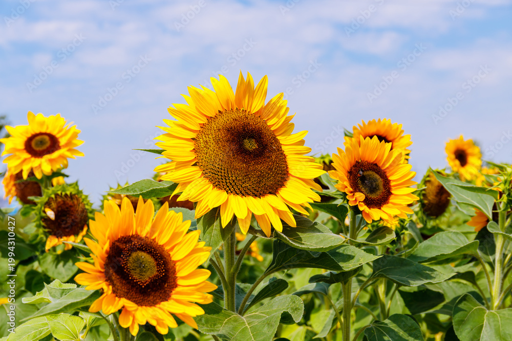Fototapeta premium Sunflowers bloom in a field under a bright sky during a sunny day in summer