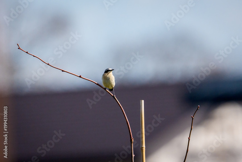 Northern wheatear, Oenanthe oenanthe bird perched on a thin curved branch against a soft grey background.