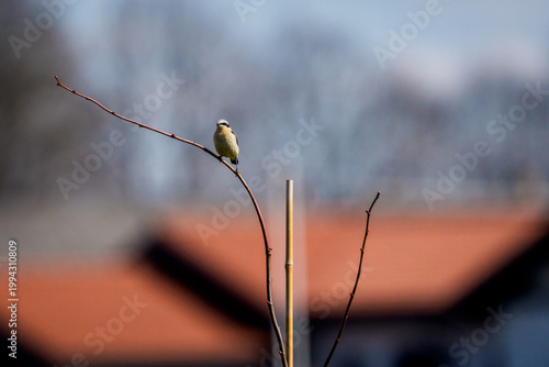 Northern wheatear, Oenanthe oenanthe bird perched on a thin curved branch against a soft grey background.