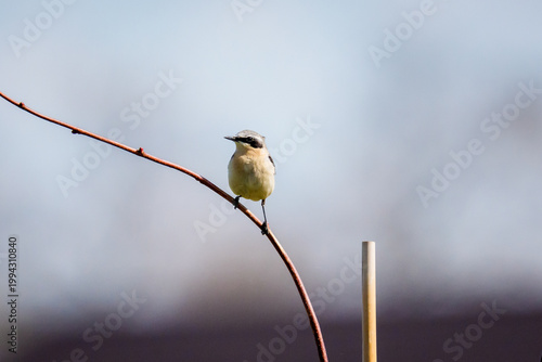 Northern wheatear, Oenanthe oenanthe bird perched on a thin curved branch against a soft grey background.