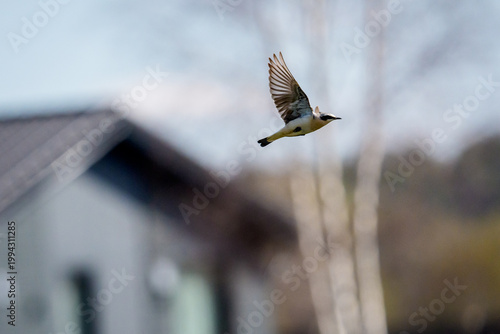 Northern wheatear, Oenanthe oenanthe bird captured in mid-air flight with wings fully spread against a blurred natural background.