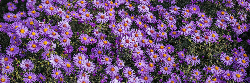 Fototapeta premium Vibrant purple flowers bloom in a garden during the day in a sunny location