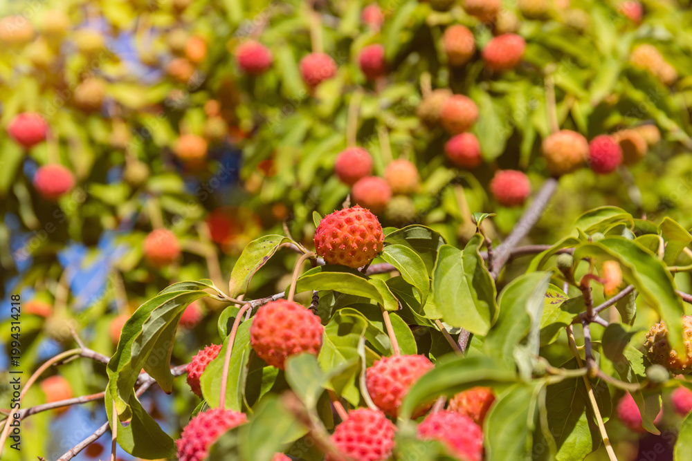 Obraz premium Fruit grows on a tree branch under a bright sky during a sunny day in a garden setting