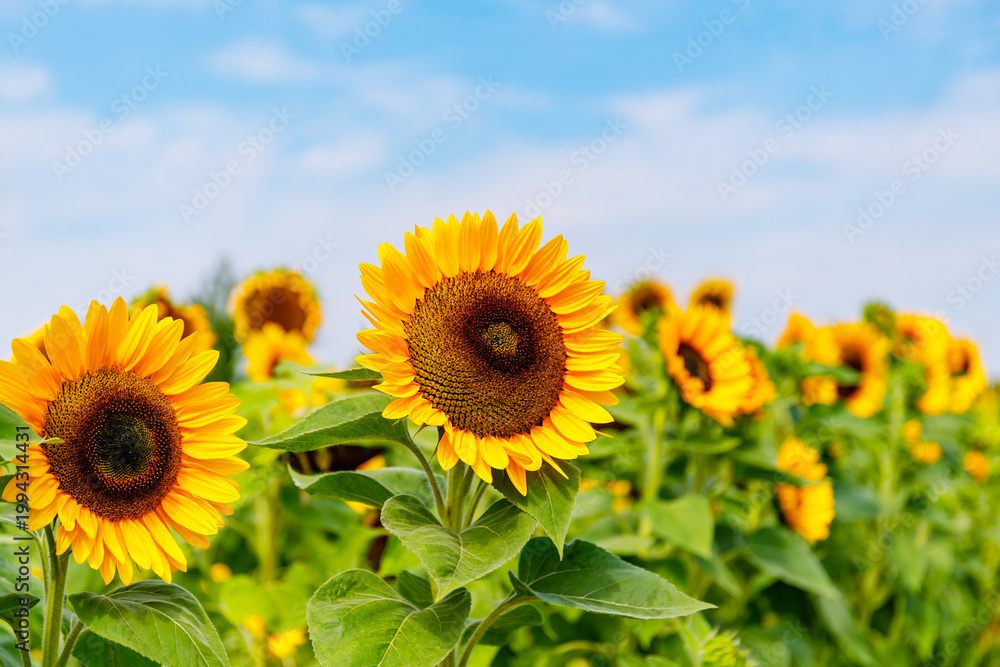 Fototapeta premium Sunflowers bloom in a field under a clear blue sky on a bright summer day