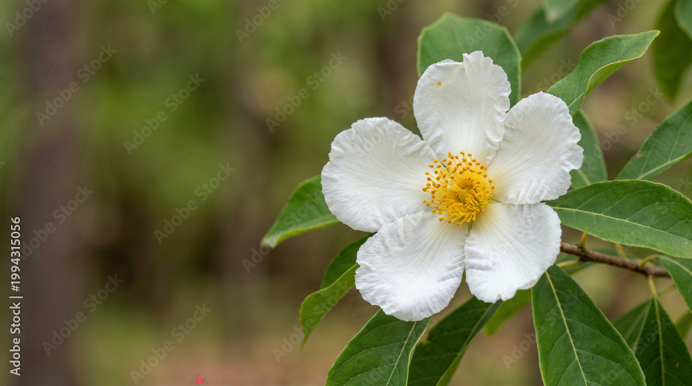 Obraz premium Extreme macro of the rare Franklin Tree flower (Franklinia alatamaha), extinct in the wild, with wide copy space