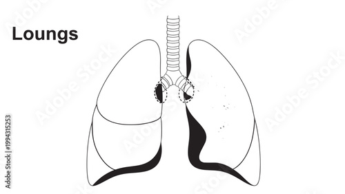 Detailed Illustration of Human Lungs Showing Anatomy and Structure.