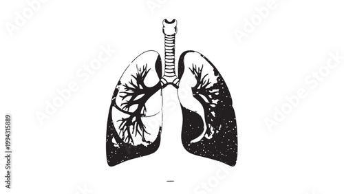 Detailed Illustration of Human Lungs Showing Anatomy and Respiratory System.