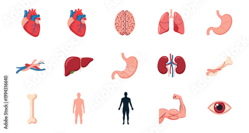 Human body organ anatomy diagram illustrations medical science
