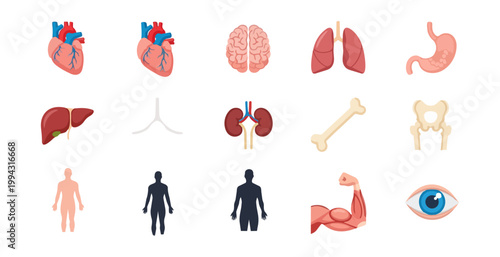 Human body anatomy illustrations isolated on black background