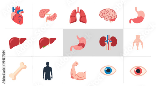 Human anatomy illustration graphic set medical concepts