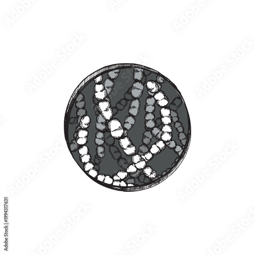 Thermophilic streptococcus cells in a round shape. Engraved illustration for scientific, medical, and educational materials