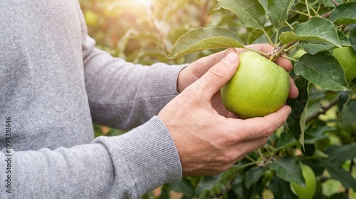 Green apple plucked with care, highlighting sustainable farming and agriculture practices to promote eco-friendly food production.