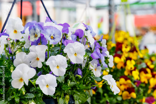 Colorful pansies hang in a market area filled with various flowers during the daytime