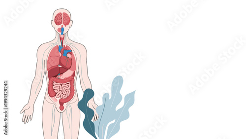Diagram of the human body showing internal organs such as the brain, lungs, heart, liver, stomach, and intestines.