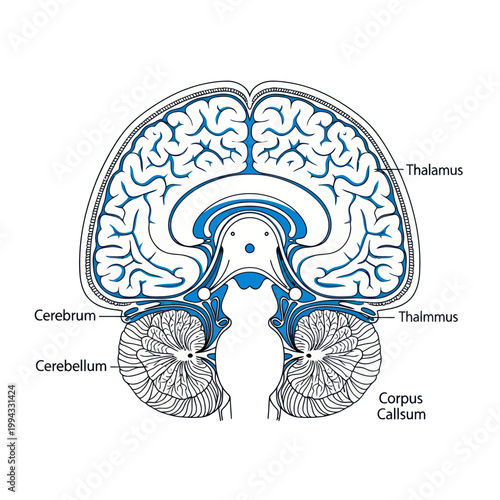 Human Brain Anatomy Diagram: Sagittal Section with Labeled Cerebrum, Cerebellum, Thalamus