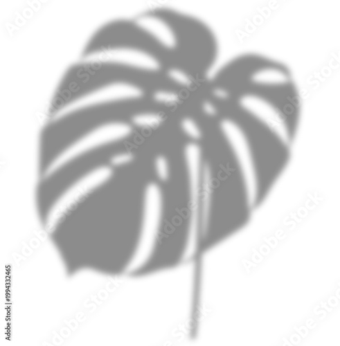 Blurry delicate and ethereal blurred soft grey shadow of a single Monstera deliciosa leaf against. For sophisticated branding, serene interior mockups, require a natural, airy, calming feel.