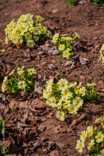 Foto Bright yellow primroses bloom in a sunlit garden, adding warmth to the early spr