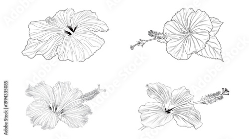 Swamp hibiscus flower outline with elongated petals and nature vector illustration botanical line art minimalist floral design