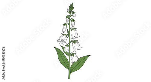 Botanical illustration shows a tall bellflower plant with delicate white bell shaped blooms and green leaves on white.