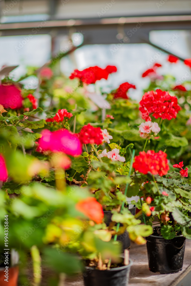 Fototapeta premium Vibrant blooming geraniums fill a sunlit greenhouse with rich colors and life