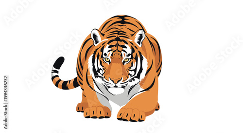 Powerful bengal tiger crouched in a stalking position looking forward with intense eyes on a white background.