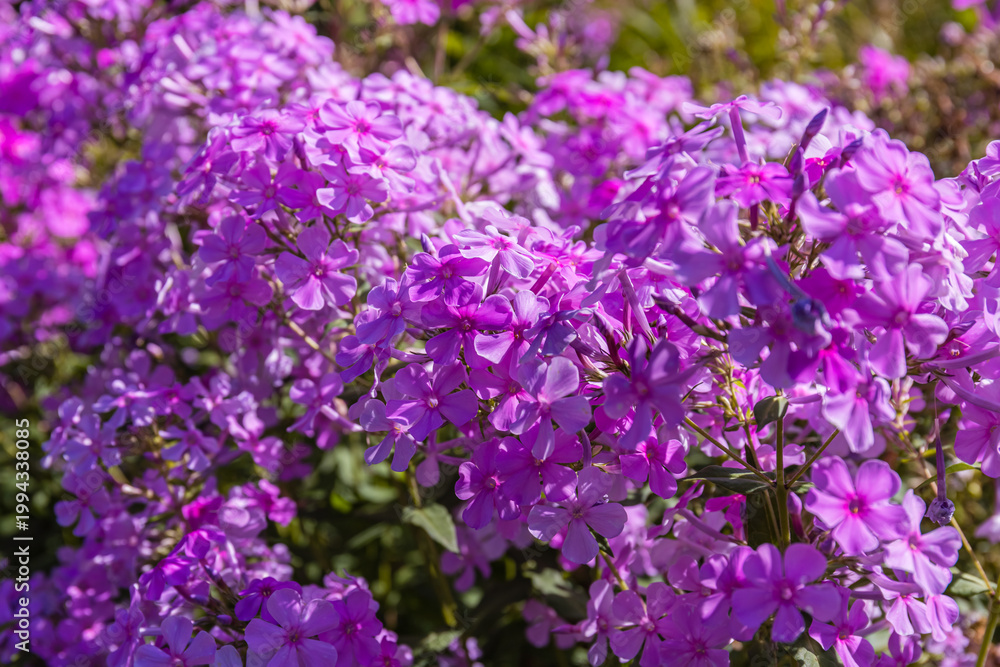 Obraz premium Vibrant purple flowers bloom in a sunny garden during spring season