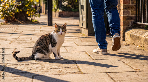 Tabby and white cat sits calmly on a sunlit sidewalk, observing a person walking away with casual steps.