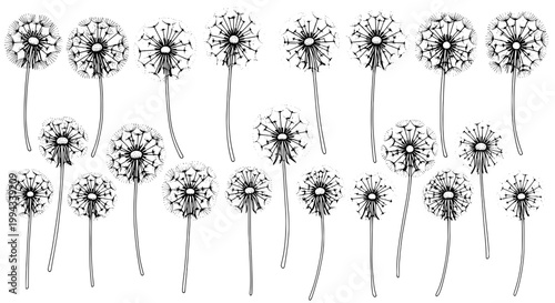 Dandelions hand-drawn set with intricate details and delicate petals featuring dandelion, illustration, nature with plant and flower elements for