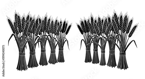 Wheat bundles illustration with detailed grain stalks and tied sheaves featuring agriculture, farm, harvest with rural and countryside elements for
