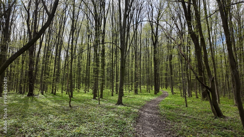 Obraz premium Green spring forest with flowers and grass in morning sunlight.