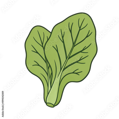 Fresh Spinach Leaf Vector Illustration, Isolated Transparent Background for Food Recipe and Healthy Eating Design