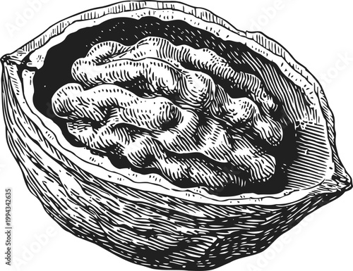 Walnut half with kernel detailed engraving fresh nut healthy food ingredient illustration