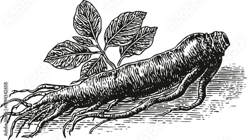 Vintage ginseng root illustration with leaves, detailed botanical drawing, herbal medicine concept