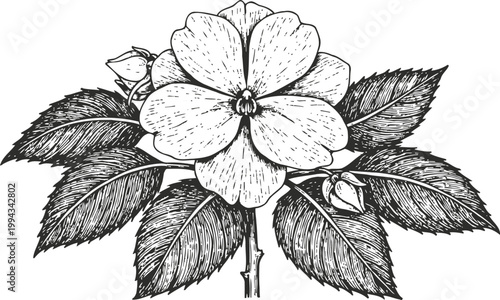 Vintage botanical illustration of a blooming flower with leaves and buds in black and white
