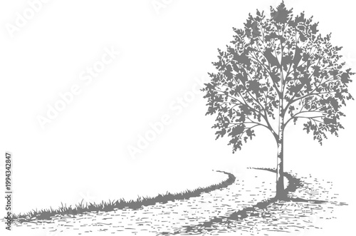 Solitary tree with detailed leaves casting long shadow on curved gravel path